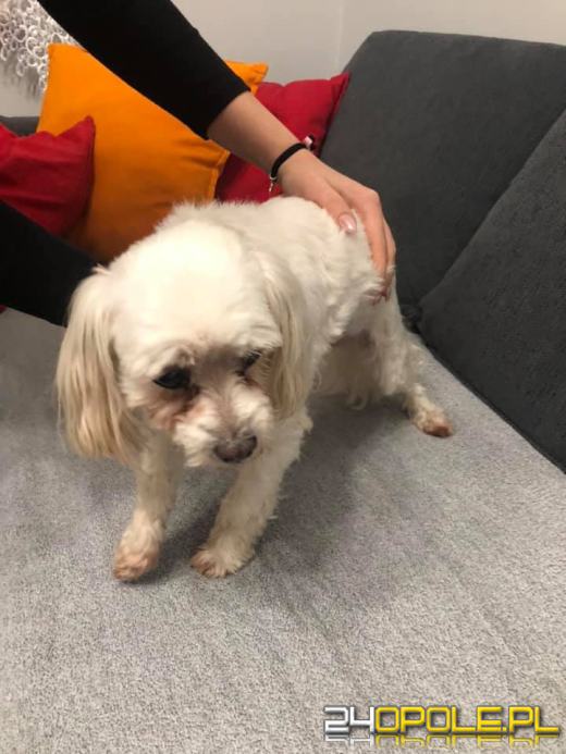 Nowy rok, stare problemy. Zwierzęta są największą ofiarą petard