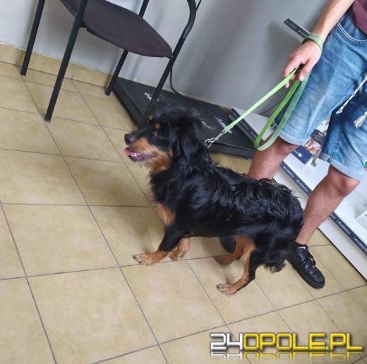 Nowy rok, stare problemy. Zwierzęta są największą ofiarą petard