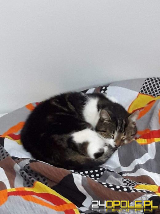 Nowy rok, stare problemy. Zwierzęta są największą ofiarą petard