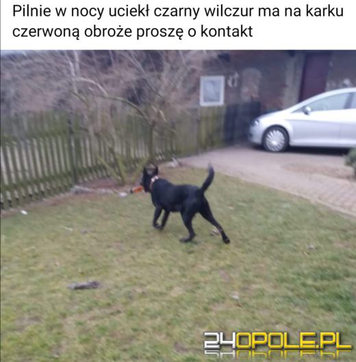 Nowy rok, stare problemy. Zwierzęta są największą ofiarą petard