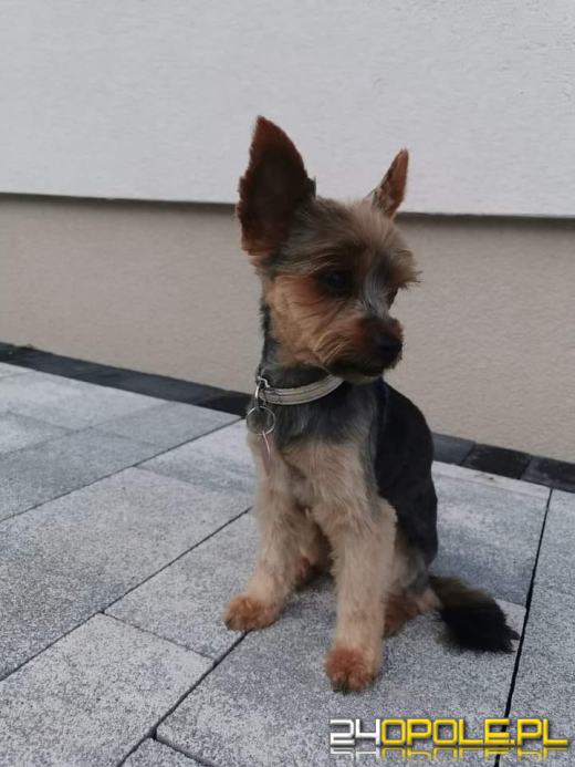 Nowy rok, stare problemy. Zwierzęta są największą ofiarą petard