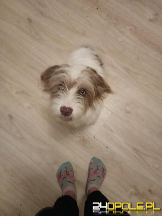 Nowy rok, stare problemy. Zwierzęta są największą ofiarą petard