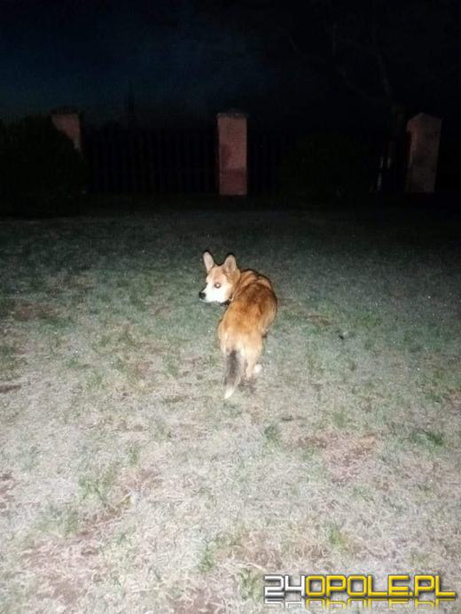 Nowy rok, stare problemy. Zwierzęta są największą ofiarą petard