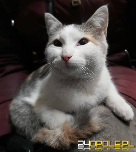 Nowy rok, stare problemy. Zwierzęta są największą ofiarą petard