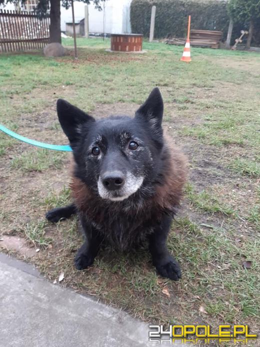 Nowy rok, stare problemy. Zwierzęta są największą ofiarą petard