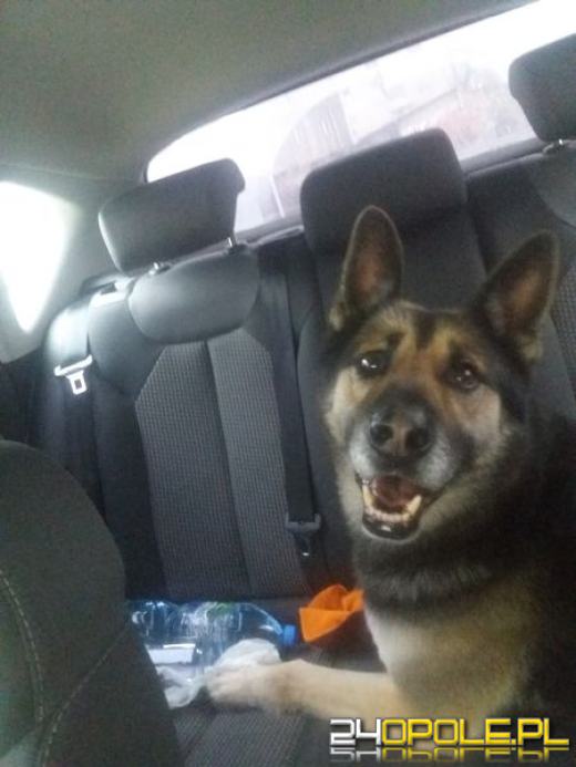 Nowy rok, stare problemy. Zwierzęta są największą ofiarą petard