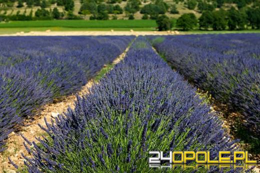 Lawenda - to warto o niej wiedzieć