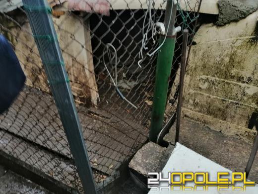 Tragiczne warunki zwierząt u gospodarza w Nysie. Martwe zwierzęta wyrzucał "za płot"