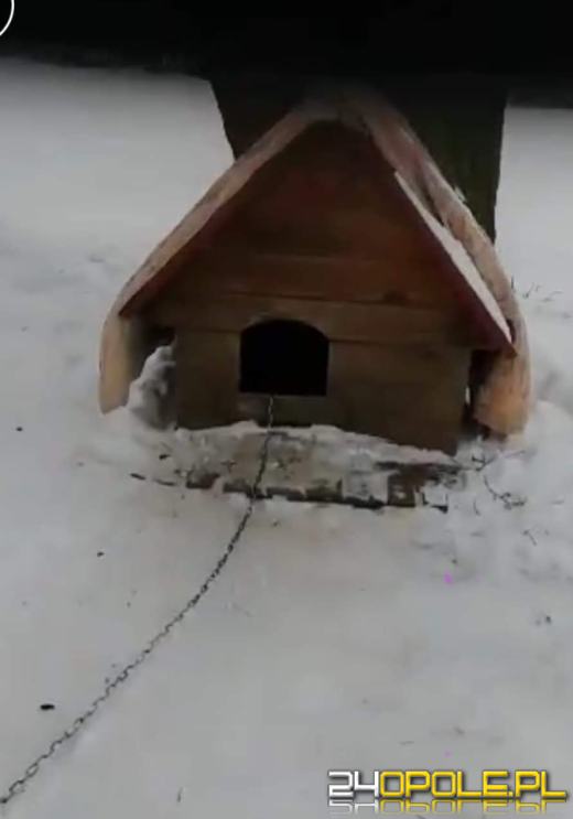 Pies niemal zamarzł w budzie. Interwencja w powiecie brzeskim