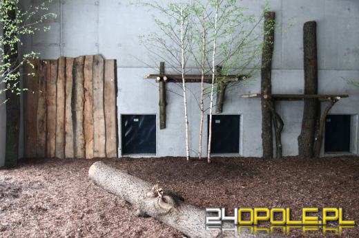 W opolskim zoo szkolą się opiekunowie lwów i tygrysów