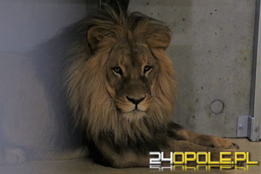Opolskie zoo ponownie ma króla zwierząt. Dwa lwy są już w ogrodzie