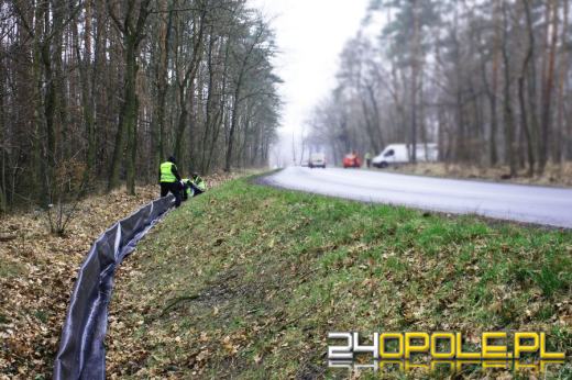 Opolski Zarząd Dróg Wojewódzkich dba o...żaby