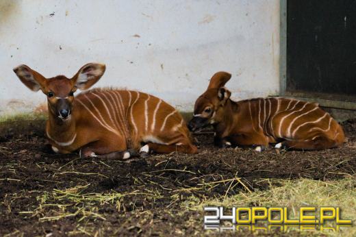 Kolejna antylopa bongo urodzona w Opolu! To ogromny sukces hodowlany zoo
