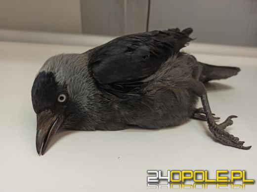 Postrzelona kawka na Zaodrzu. Sprawa zgłoszona na policję