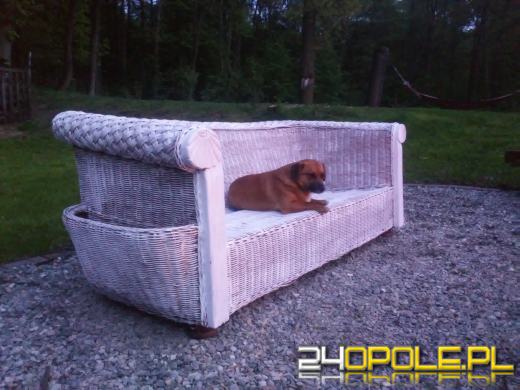 Utopiła psa w studni. 65-latka spod Nysy usłyszała zarzuty. "Rudego" szukała cała wieś