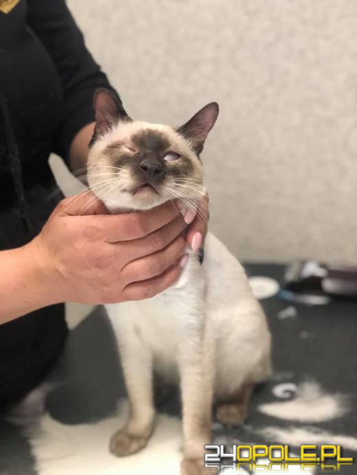 Gospodarz miał w pokoju około 50 kotów, większość potrzebowała pomocy. Interwencja TOZ