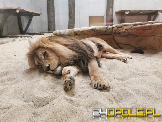 Ogród zoologiczny zaczął już oficjalnie sezon letni. Zmiana godzin otwarcia