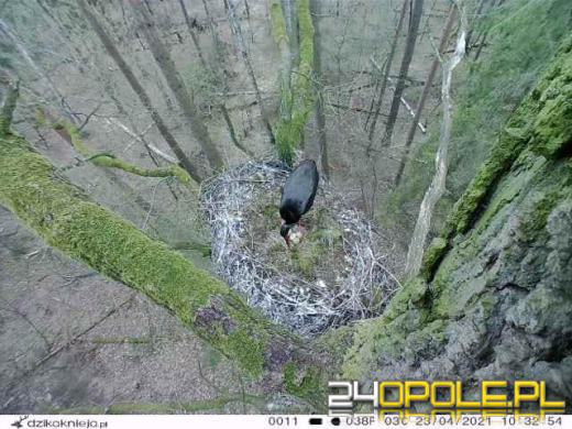 Opolscy leśnicy podglądają niezwykle rzadkie czarne bociany. Złożyły już jaja