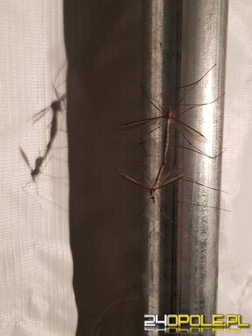 Brzeg już walczy z komarami. W Opolu "jeszcze za wcześnie"