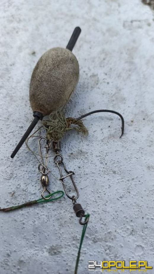 Strażacy pomagali zaplątanemu łabędziowi