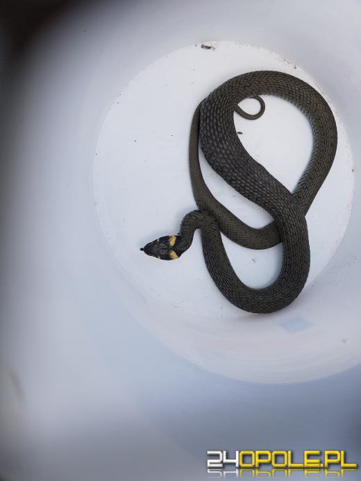 W ciepłe dni częściej możemy spotkać na drodze węża. Jak je rozróżnić?