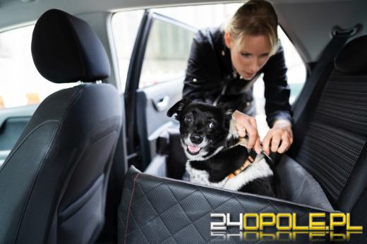 Wakacyjne podróżowanie z psem w samochodzie. Jak bezpiecznie jeździć z pupilem