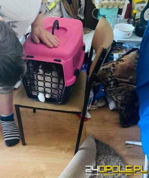 Właściciel trzymał kota w pudełku. Kilka lat...