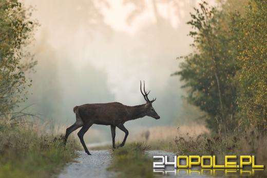 Jak zachować się podczas spotkania z dziką zwierzyną?