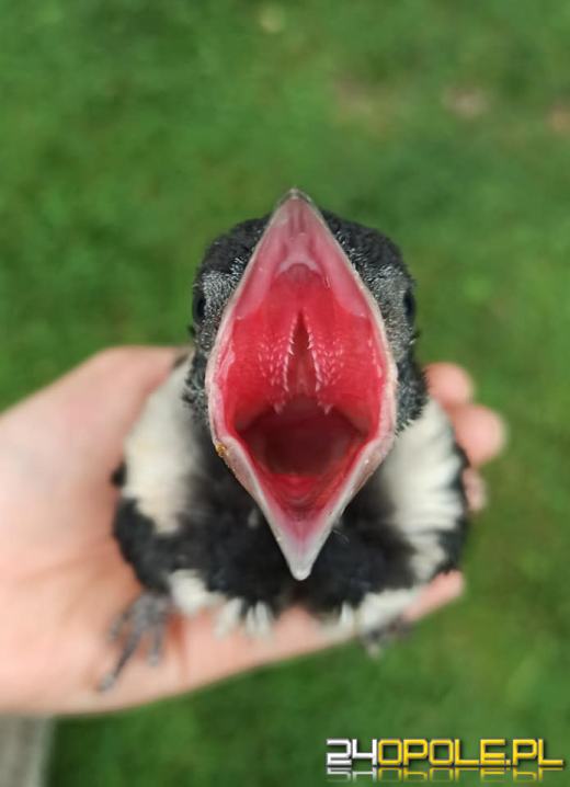 Ratują i leczą dzikie zwierzęta. Ilość pacjentów zaczyna przerastać ich możliwości