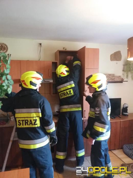 Strażacy pomogli uwolnić nietoperza, który "utknął" w kuchni