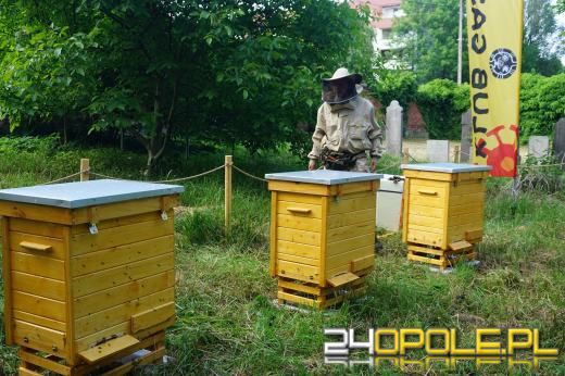 Wielki Dzień Pszczół