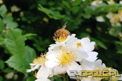 Wielki Dzień Pszczół