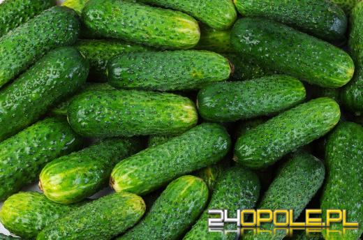 Ważne zagadnienia związane z uprawą ogórków