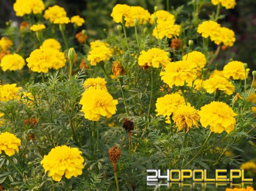 Co należy wiedzieć o kwiatach balkonowych