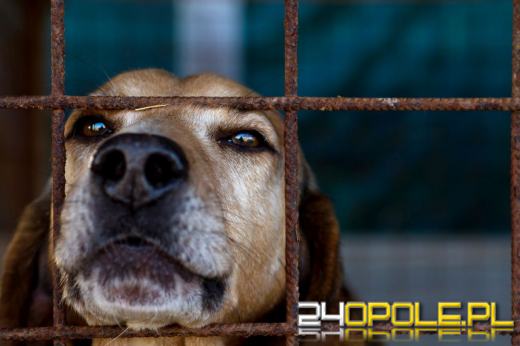 Trąba powietrzna zmiotła schronisko. Reakcja ludzi chwyta za serce