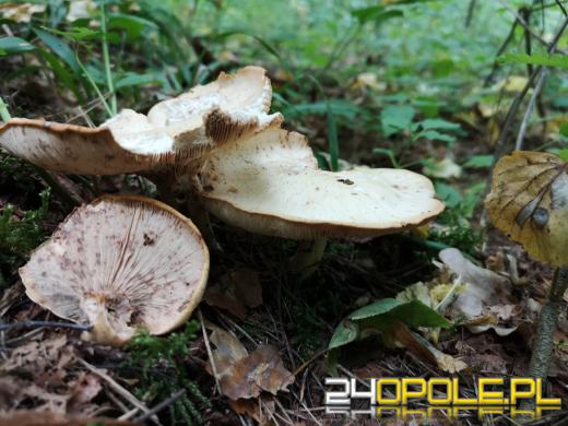 Pierwsi grzybiarze ruszyli w las. Pamiętajmy o ważnych zasadach