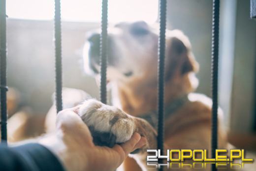 Zastrzelili psy w schronisku, bo bali się Covid-19