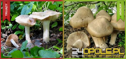 Trujące grzyby podszywające się pod jadalne - jak uniknąć groźnych pomyłek