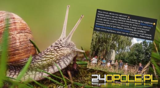 Budowa wstrzymana. Trzeba było ewakuować...400 ślimaków