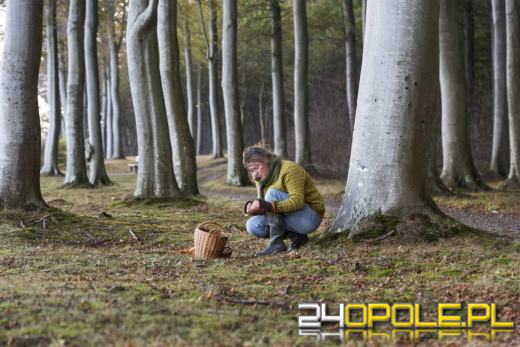 Przeczytaj, zanim wybierzesz się do lasu. Coraz więcej zgłoszeń
