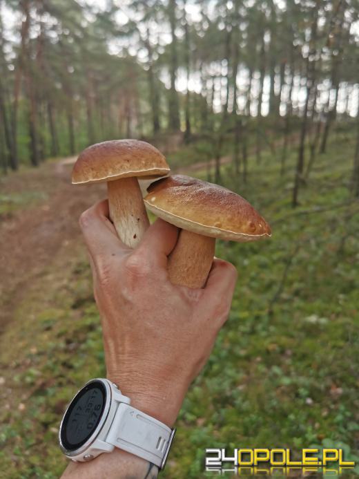 To było prawdziwe grzybobranie. Czytelnicy pochwalili się zbiorami