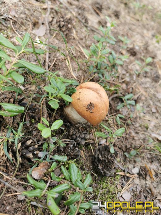 To było prawdziwe grzybobranie. Czytelnicy pochwalili się zbiorami