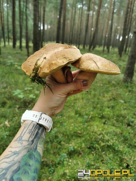 To było prawdziwe grzybobranie. Czytelnicy pochwalili się zbiorami