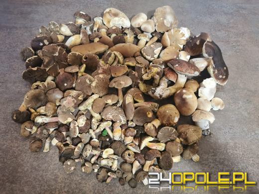 To było prawdziwe grzybobranie. Czytelnicy pochwalili się zbiorami