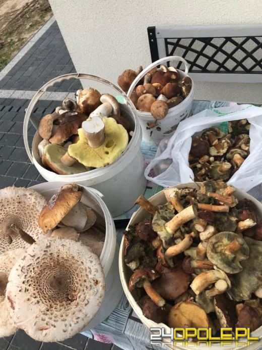 To było prawdziwe grzybobranie. Czytelnicy pochwalili się zbiorami