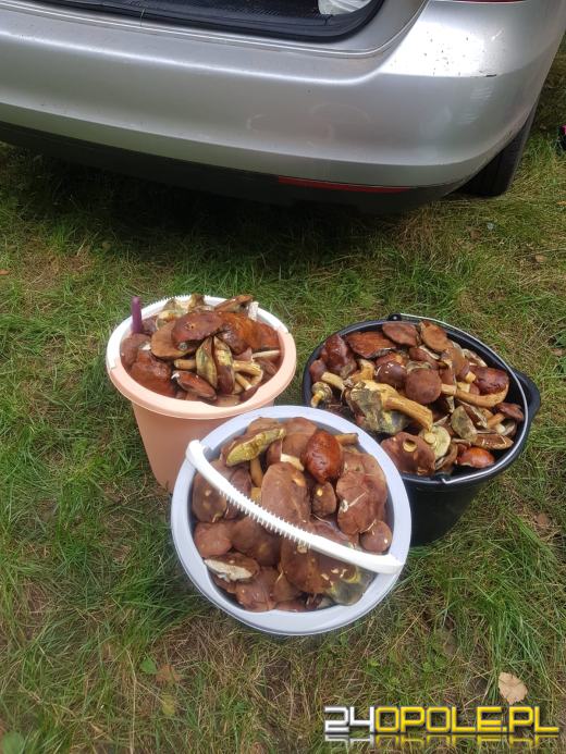 To było prawdziwe grzybobranie. Czytelnicy pochwalili się zbiorami