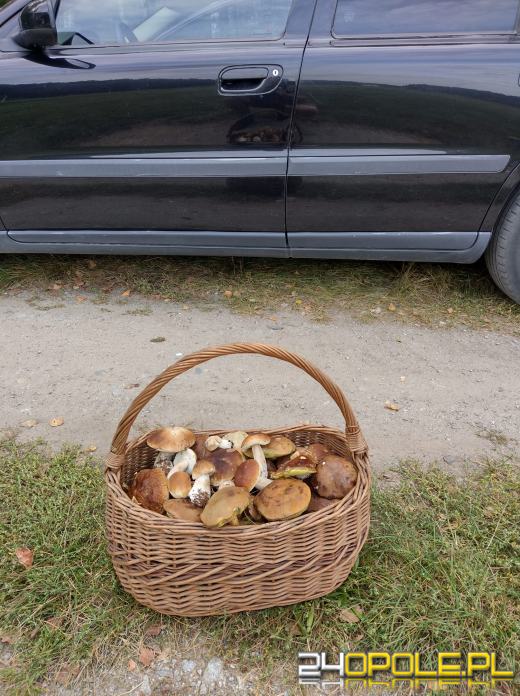 To było prawdziwe grzybobranie. Czytelnicy pochwalili się zbiorami