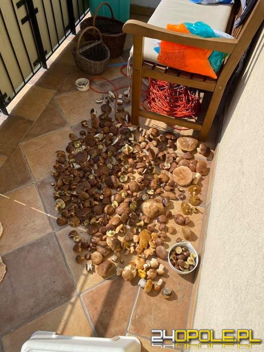 To było prawdziwe grzybobranie. Czytelnicy pochwalili się zbiorami