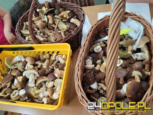 To było prawdziwe grzybobranie. Czytelnicy pochwalili się zbiorami