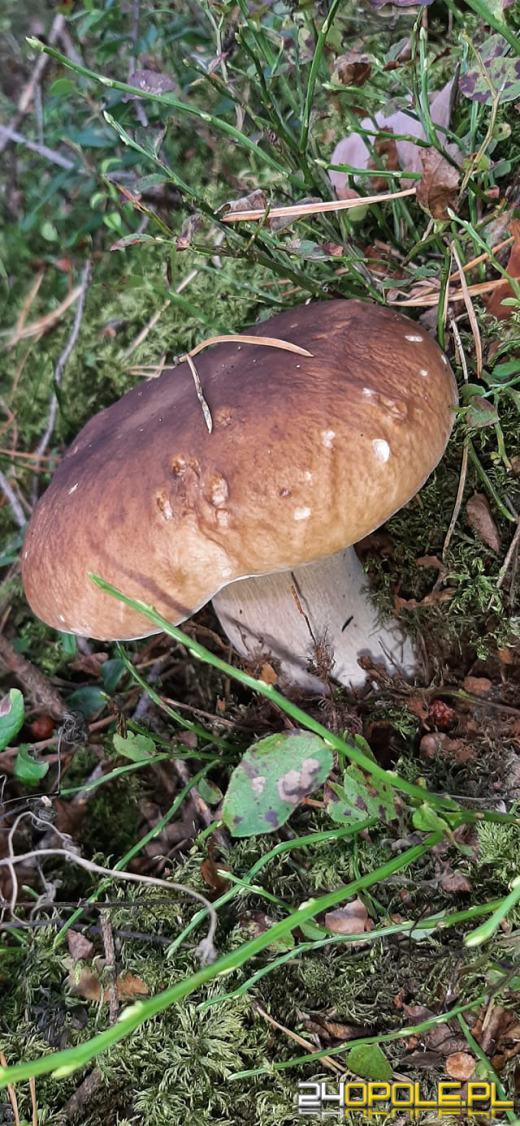 To było prawdziwe grzybobranie. Czytelnicy pochwalili się zbiorami